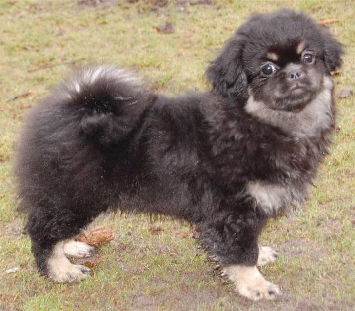 Tibetansk spaniel Sommerlyst's Them-Pa  billede 7