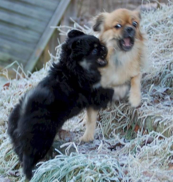 Tibetansk spaniel Sommerlyst's Them-Pa  billede 8