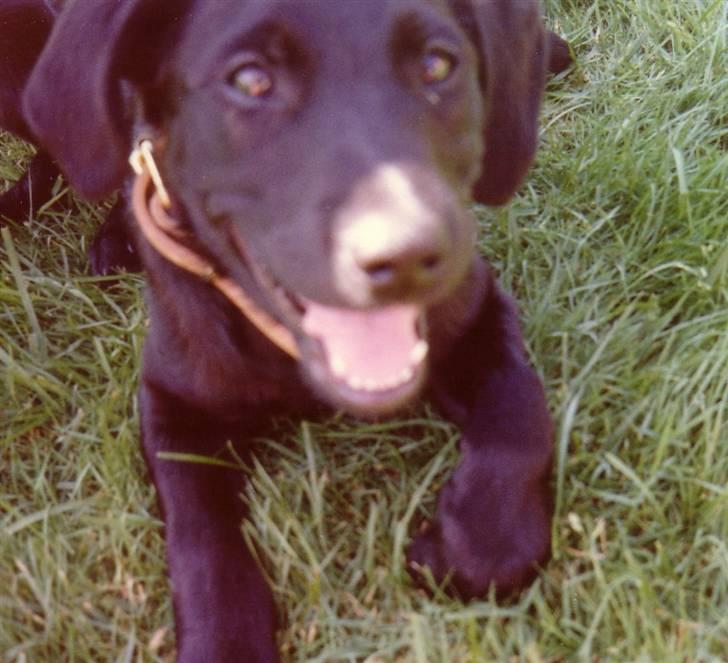 Labrador retriever Pelle-pige Himmelhund - Nååååå - skulle jeg bive på stedet !!! Undskyld, jeg kom altså til at flytte mig fremad i stedet GGGGG billede 8