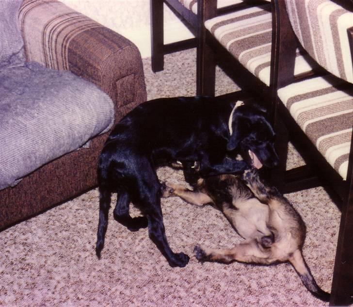 Labrador retriever Pelle-pige Himmelhund - Her er jeg ved at gi´ min bedste ven en ordentlig omgang - Jeg er bare den stærkesteeeeeee ... billede 9