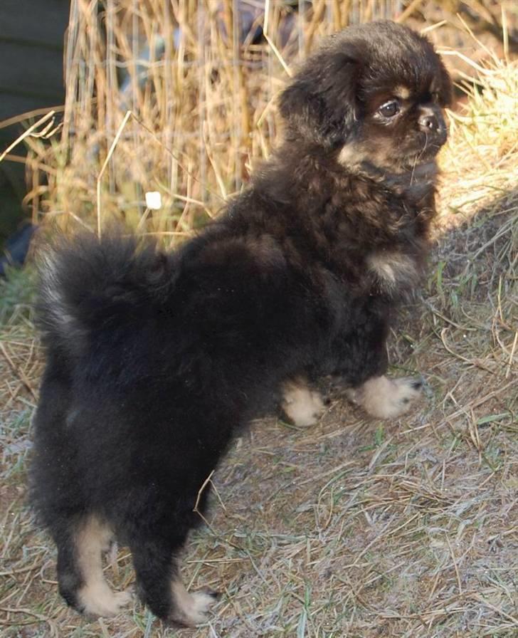 Tibetansk spaniel Sommerlyst's Them-Pa  billede 9