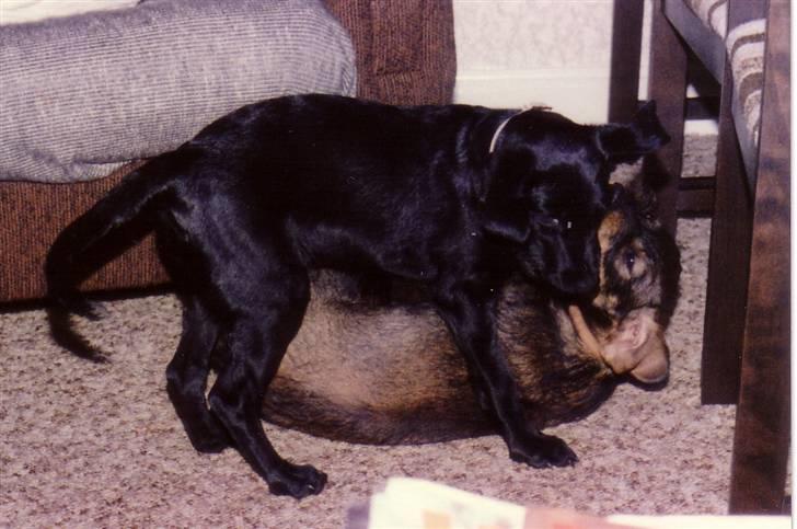 Labrador retriever Pelle-pige Himmelhund - Se - jeg ku´ - ned med nakken siger jeg bare. billede 10