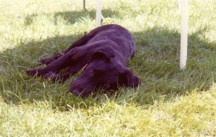 Labrador retriever Pelle-pige Himmelhund - Åhhhh hvor er det varmt - jeg kan ikke holde det uuuuuuuuuuddddddd. billede 11