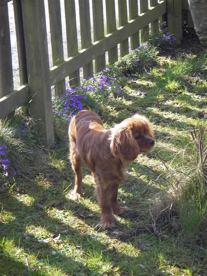 Cavalier king charles spaniel Kikki - I haven billede 19
