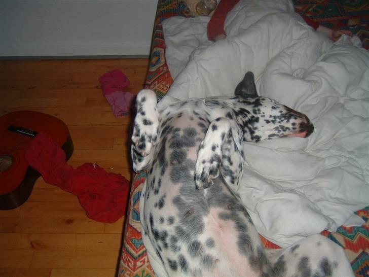 Blanding af racer Diva R.I.P billede 9