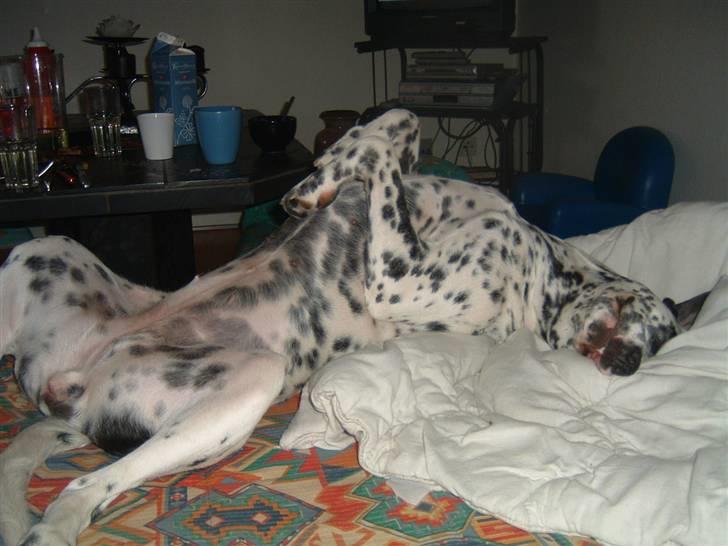 Blanding af racer Diva R.I.P billede 10