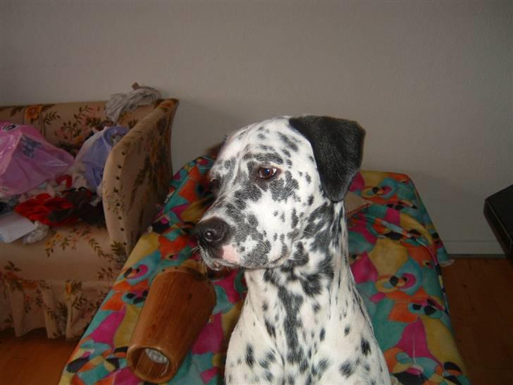 Blanding af racer Diva R.I.P billede 11