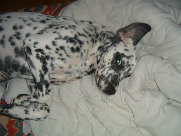 Blanding af racer Diva R.I.P billede 12