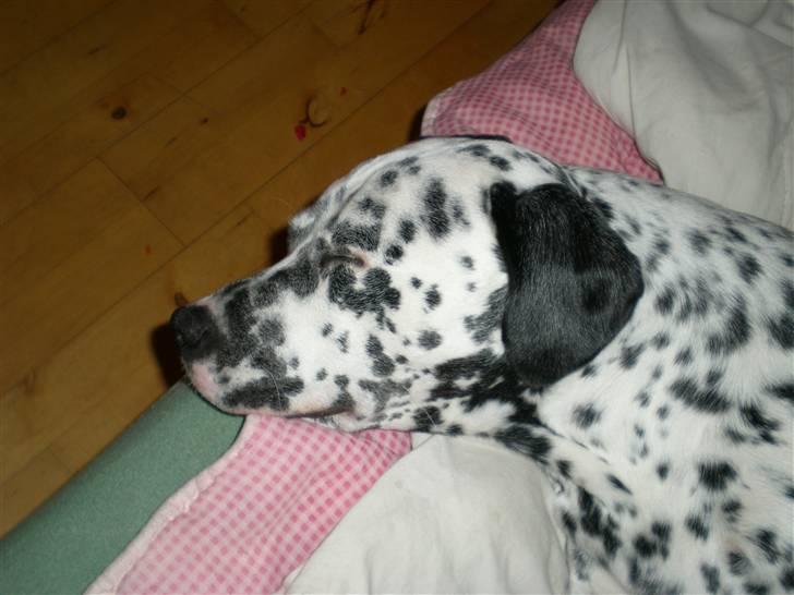 Blanding af racer Diva R.I.P billede 13