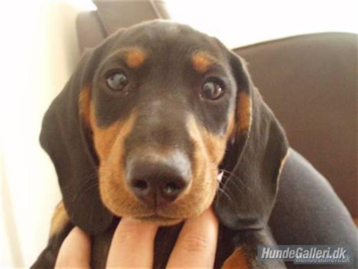 Dværggravhund Freya - :´) billede 1