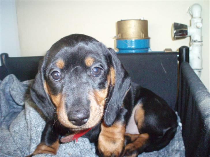 Dværggravhund Freya billede 2