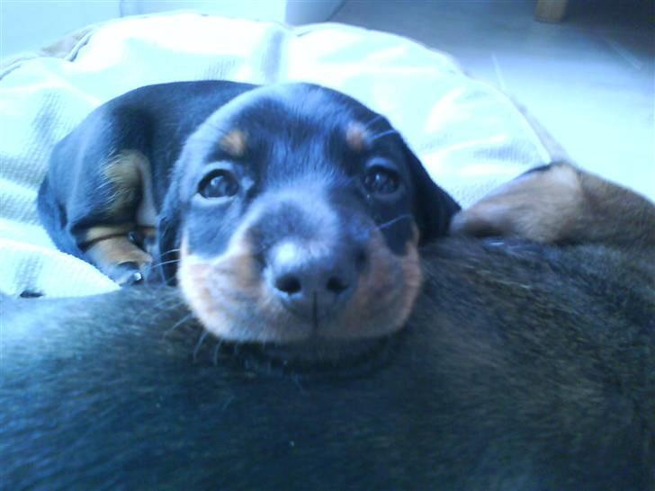 Dværggravhund Freya billede 3