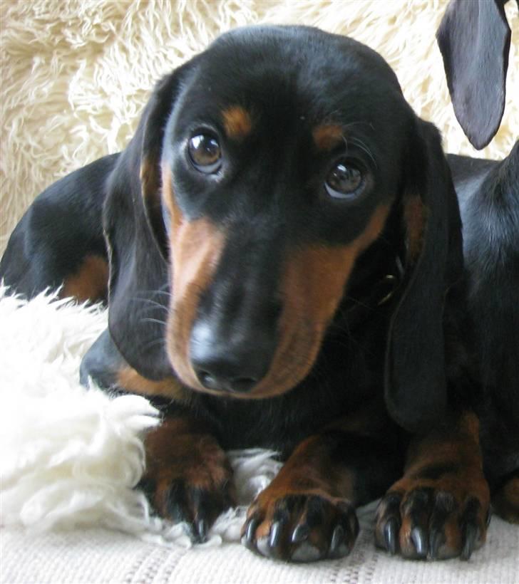 Dværggravhund Freya - Nårrrh.. De sødeste hundeøjne! :´) billede 4