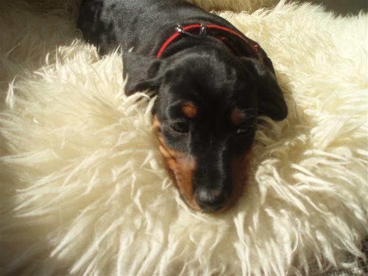 Dværggravhund Freya billede 5