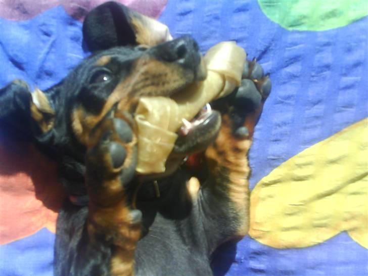 Dværggravhund Freya - Kødben i munden :) billede 6