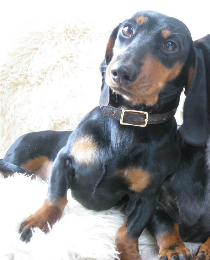 Dværggravhund Freya billede 7