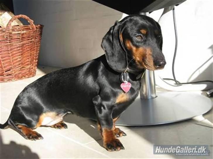 Dværggravhund Freya - Freya i solen :) billede 8