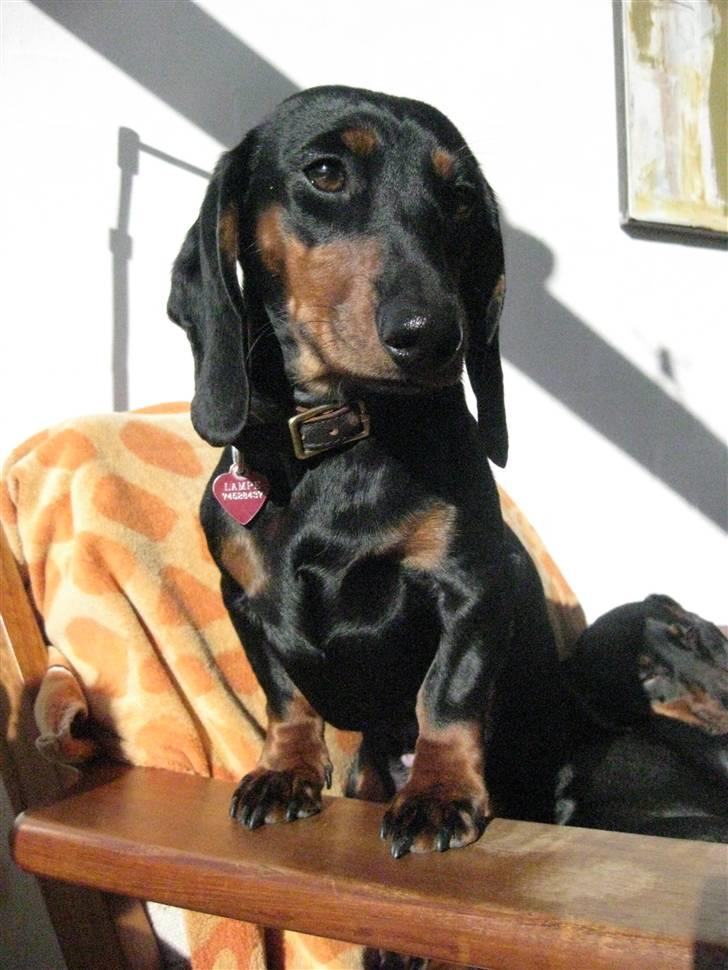 Dværggravhund Freya billede 9