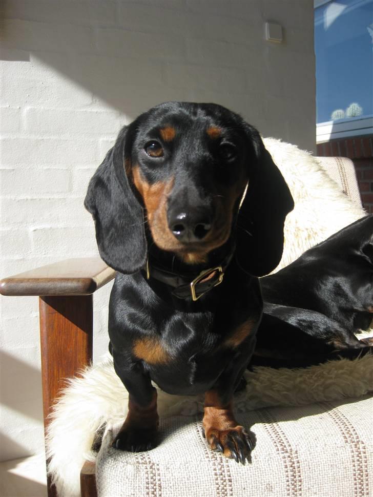 Dværggravhund Freya billede 10