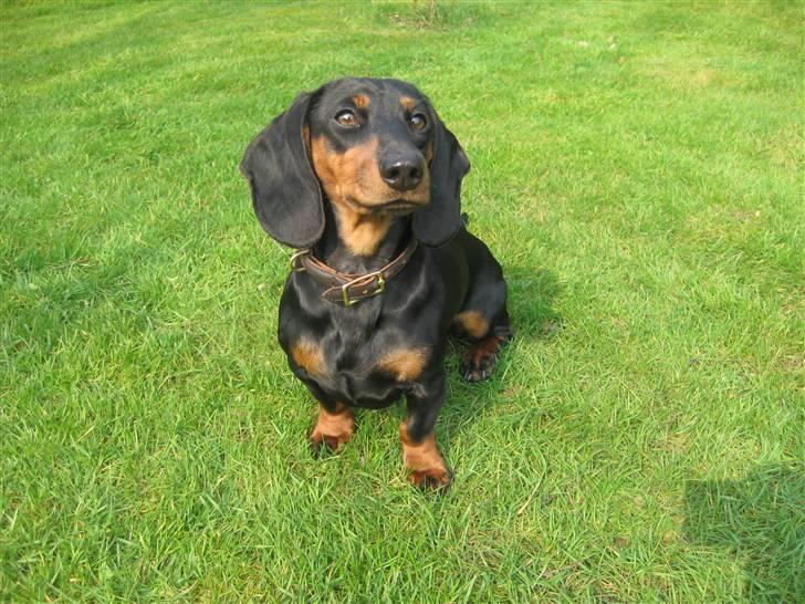 Dværggravhund Freya billede 11