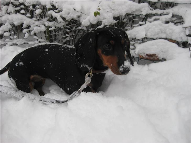 Dværggravhund Freya - Hun eelsker sne!  billede 12