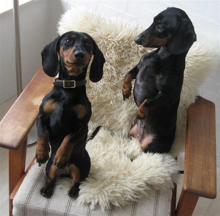 Dværggravhund Freya billede 13