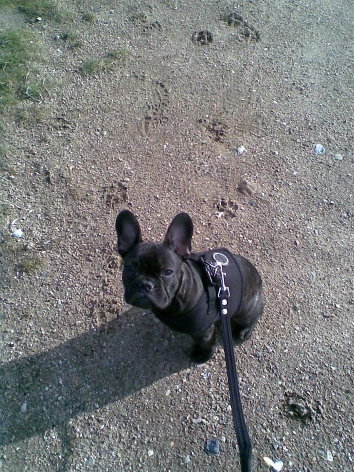 Fransk bulldog Tarzan - Tarzan 17 uger på stranden billede 8