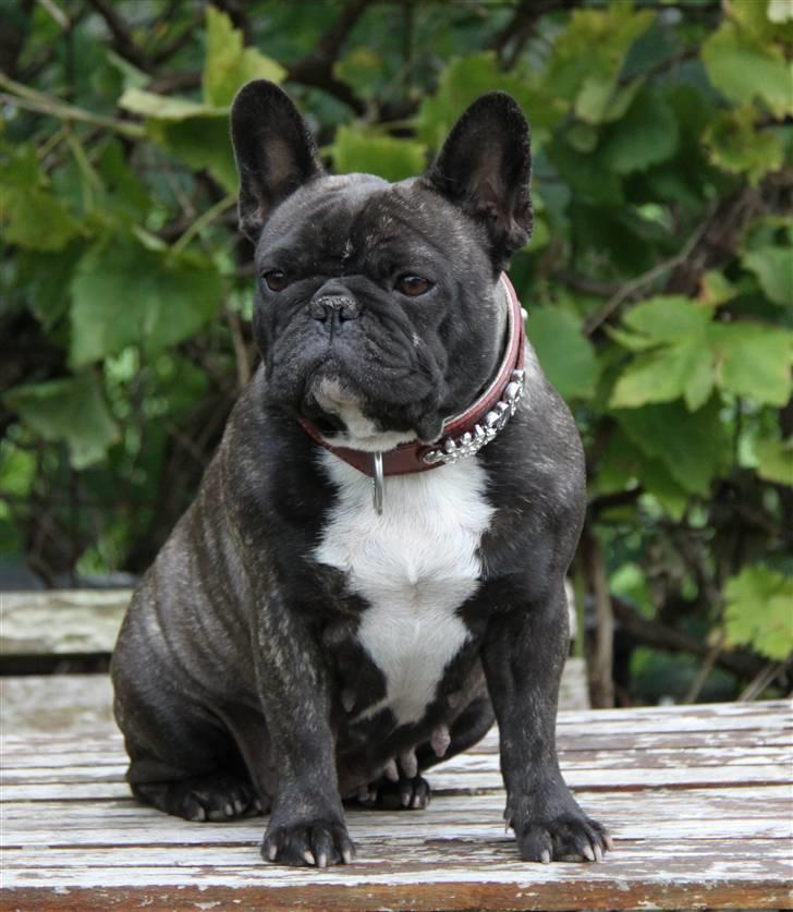 Fransk bulldog Lui Aimeé Coco Chanel billede 1