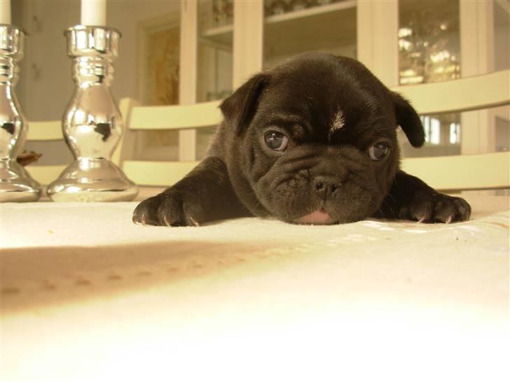 Fransk bulldog Lui Aimeé Coco Chanel billede 2