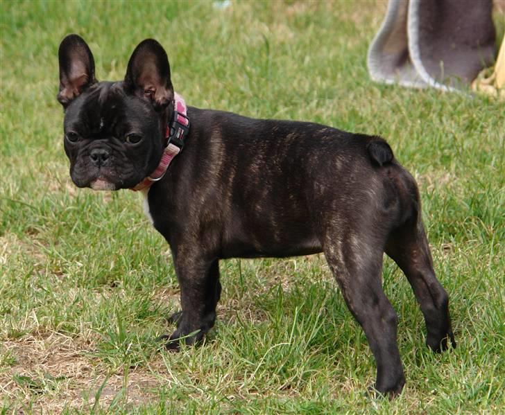 Fransk bulldog Lui Aimeé Coco Chanel billede 3