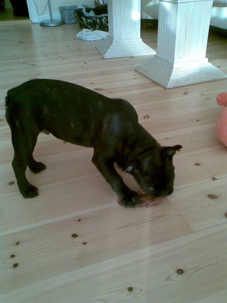 Fransk bulldog Tarzan billede 9