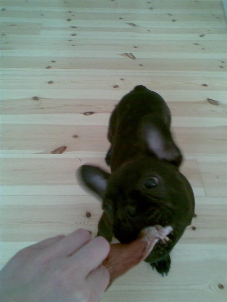 Fransk bulldog Tarzan - Det er mit grise øre billede 10