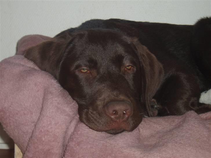 Labrador retriever Anton - Lige en lille middagslur, zzzz.....dejligt.    Anton 4 mdr. billede 1