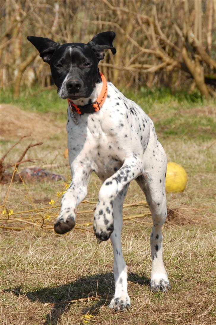 Pointer *Hesselhøj Henna (Jace)*  - d. 12.04.08 billede 16