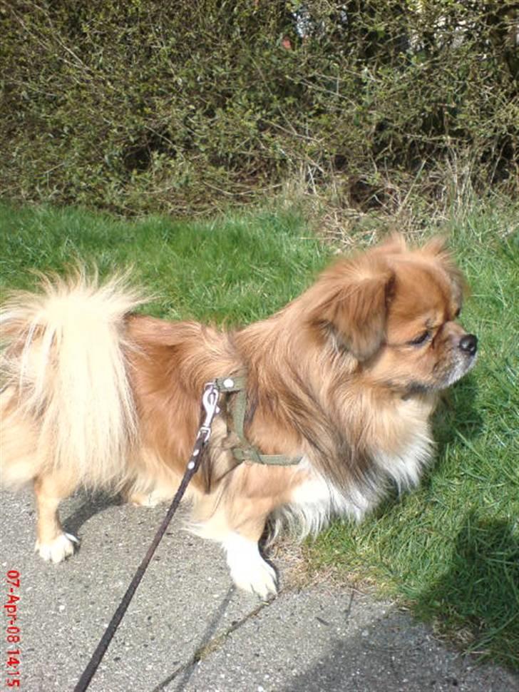 Tibetansk spaniel zorba<3=) billede 7
