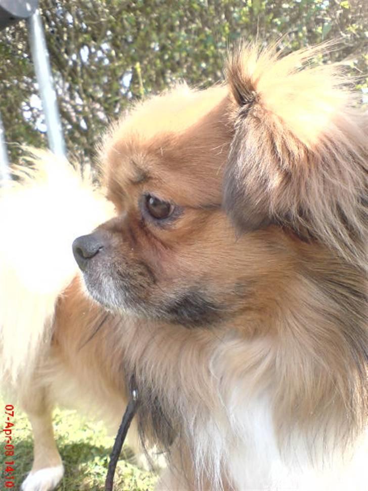 Tibetansk spaniel zorba<3=) billede 8