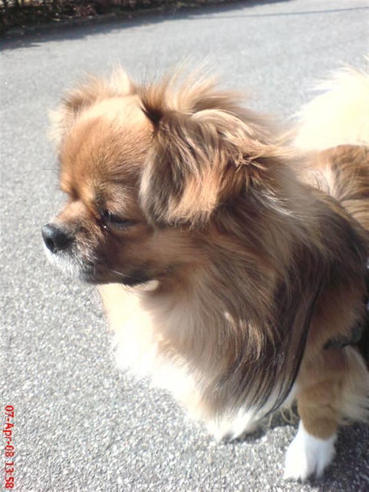 Tibetansk spaniel zorba<3=) billede 9
