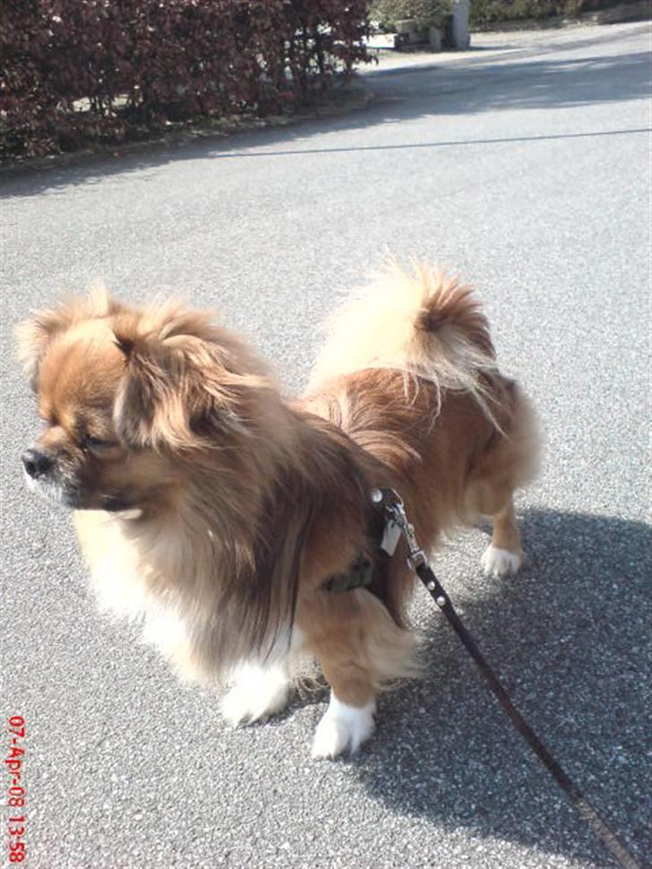 Tibetansk spaniel zorba<3=) billede 10