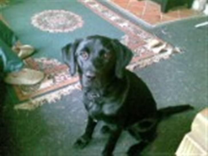 Labrador retriever Trunte * passede/min* - hej med dig:) billede 12