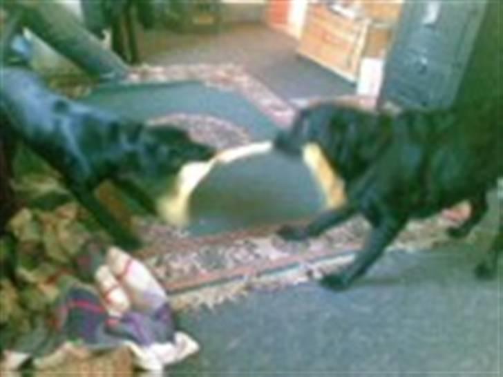 Labrador retriever Trunte * passede/min* - leger lidt med mor :p billede 13