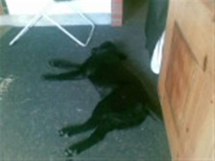 Labrador retriever Trunte * passede/min* - Zzzzz det træt at være hund billede 14