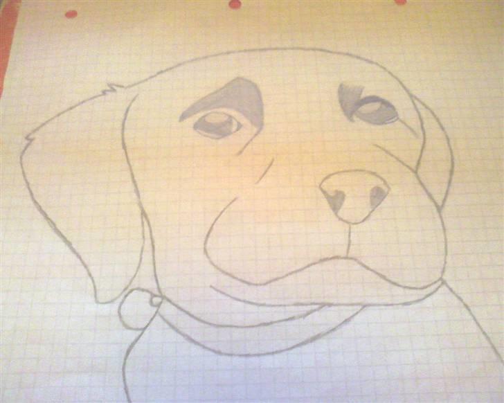 Labrador retriever Trunte * passede/min* - en tegning jeg har tengnet af hende. du mit et og alt billede 15