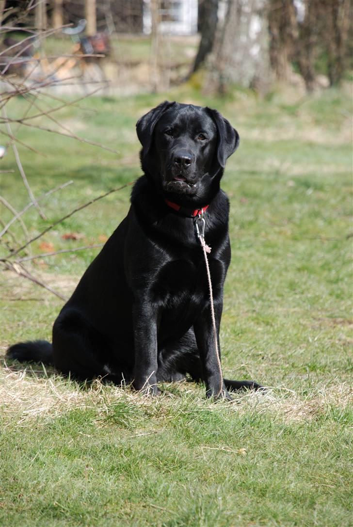 Labrador retriever Molly billede 3