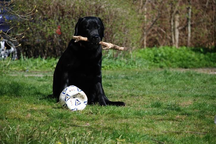 Labrador retriever Molly billede 4