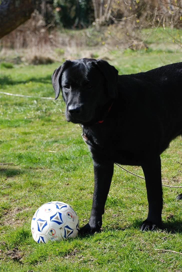 Labrador retriever Molly billede 5