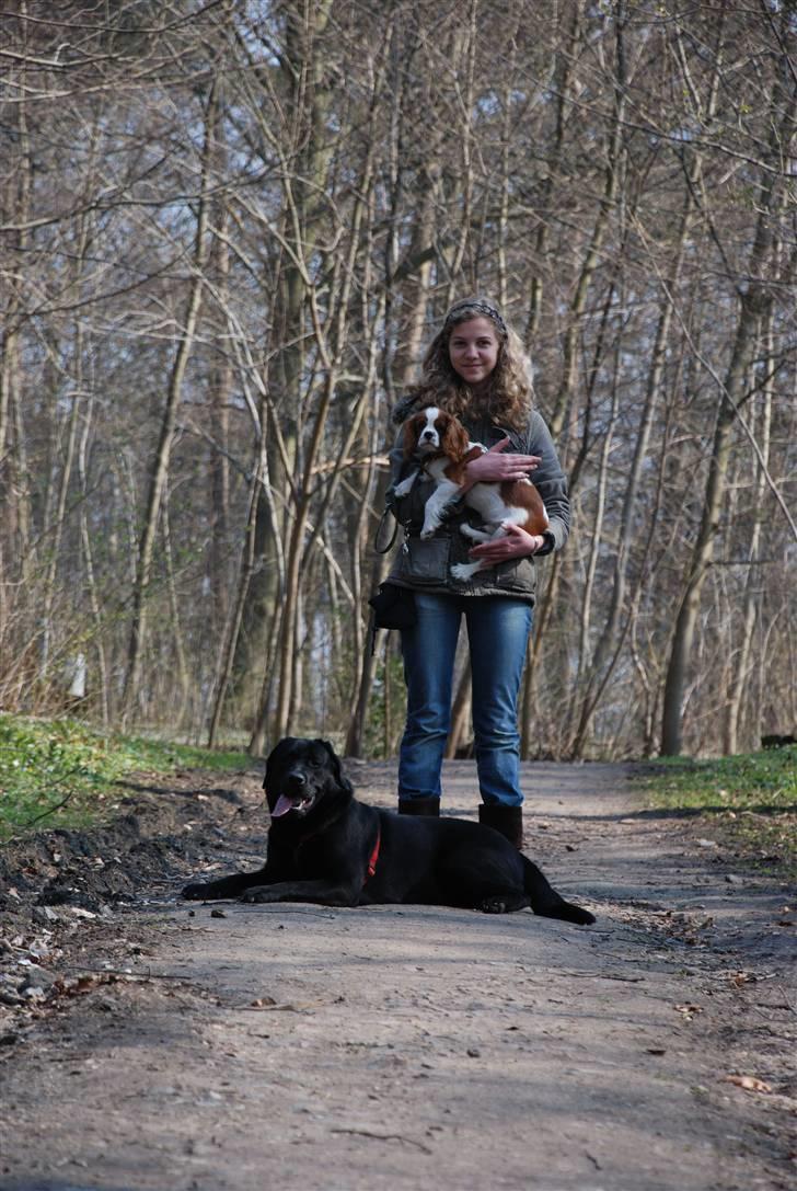 Labrador retriever Molly billede 6