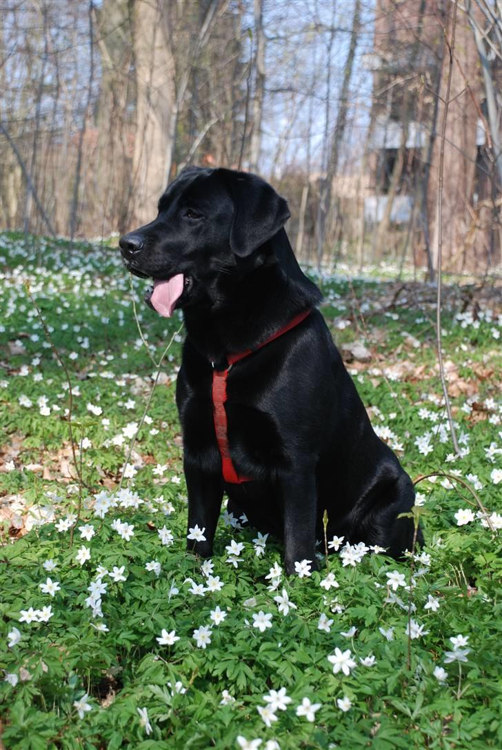 Labrador retriever Molly billede 7