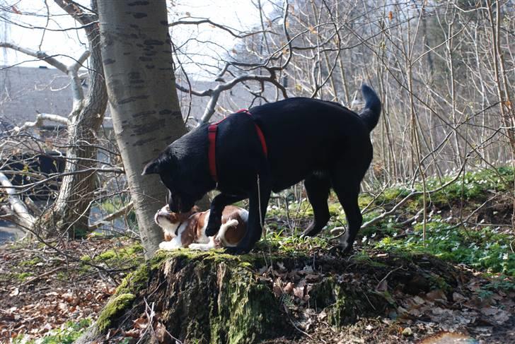 Labrador retriever Molly billede 8