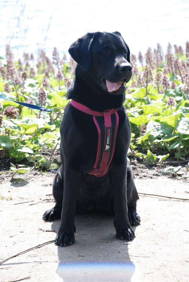 Labrador retriever Molly billede 9