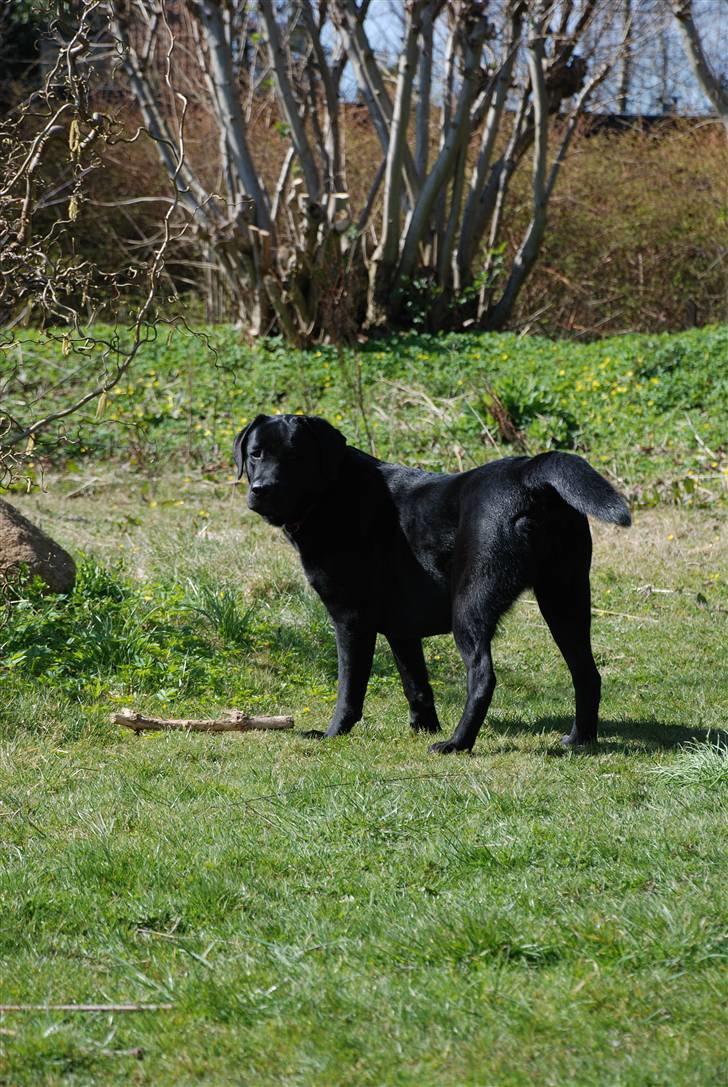 Labrador retriever Molly billede 10